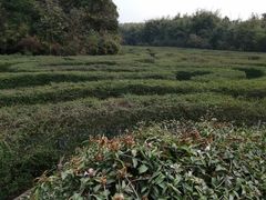 -大屏嶂森林公园