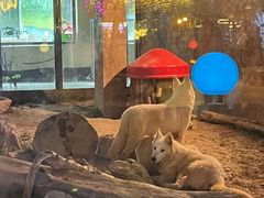 -大连森林动物园