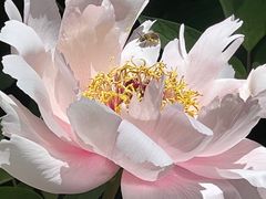 -洛阳市隋唐城遗址植物园