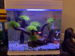 -青石桥花鸟鱼虫市场(叠翠城店)