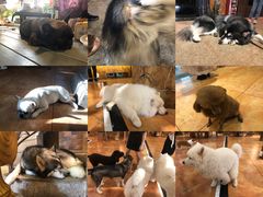 -more than meow吴止猫主题餐厅(承德 中船汇店)