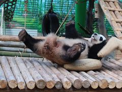 -灵玲国际马戏城