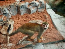 点击看大图 -Zoolung Zoolung动物主题公园(海信广场店)