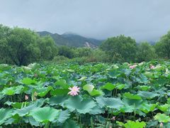 -长兴太湖图影湿地文化园