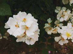 -金城公园