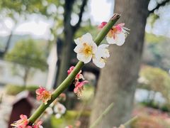 -苏州上方山国家森林公园