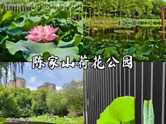 -陈家山荷花公园
