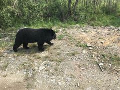 -黑瞎子岛探秘野熊园