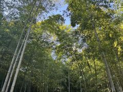 -树山生态村