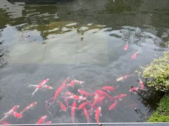 -雅苑中餐厅