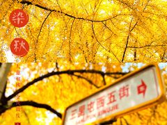 -三里屯东五街银杏大道