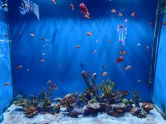 -重庆欢乐海底世界