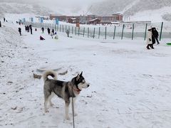 -太子岭滑雪场