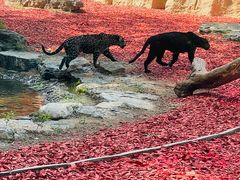 -北京野生动物园