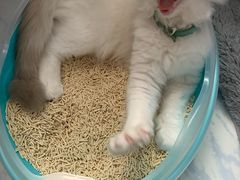 -萌兽医馆·眼科·异宠专科(三里屯店)