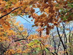 -天女山森林公园