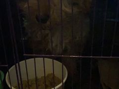 -汪喵宠物医院·骨科心脏影像·犬猫急重症ICU诊疗中心(成华分院)