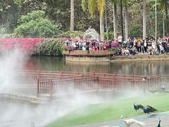 -西双版纳原始森林公园