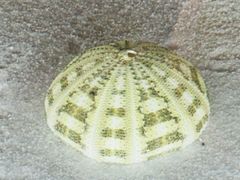 -青岛贝壳博物馆