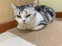 -猫和宫(六道口店)