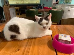 -猫小院猫主题餐厅(三里屯店)
