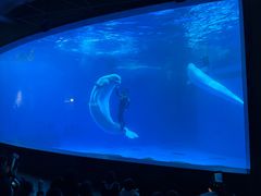 -海合安成都极地海洋公园