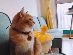 -猫在这儿猫咪咖啡馆·撸猫馆