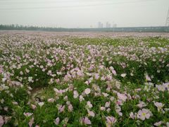 -皇粮浜公园