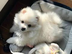 -严国平动物医院(德政总院)