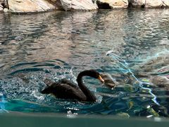 -上海海洋水族馆