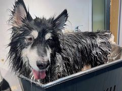 -PETKIT小佩宠物(古北店)