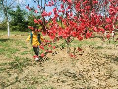 -永定河休闲森林公园