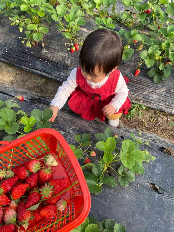 小吴奶油草莓园-"小长假第一天 想着带儿子采草莓去 发现家.
