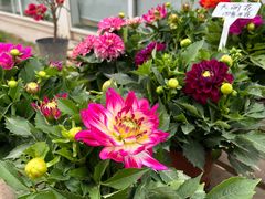 -三圣花乡旅游区