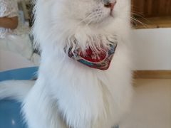 -猫在这儿猫咪咖啡馆·撸猫馆