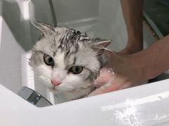 -老吴的猫·猫舍(新区店)