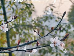 -洋湖国家湿地公园