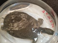 游水水鱼-悦湖公馆