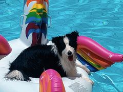 -帕帕拉兹宠物(亚洲旗舰店)