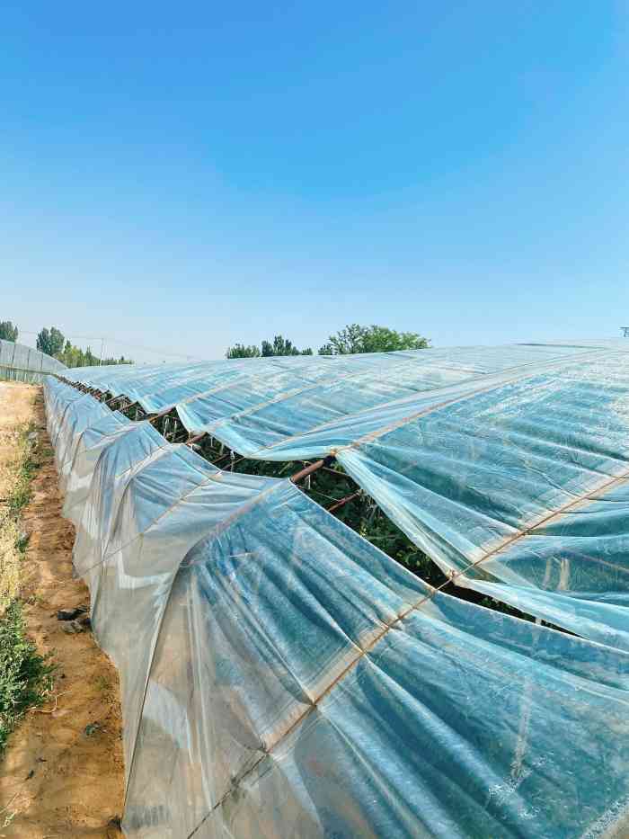 庞各庄西瓜正阳采摘基地-"1.下午3点多去的,大棚里太热了,根本待.