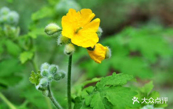 3月22日生日花：白屈菜 白屈菜根别名：小人血七