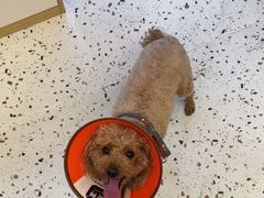 -瑞派康怡24h宠物医院·犬猫医疗中心·微创绝育(瑞景分院)