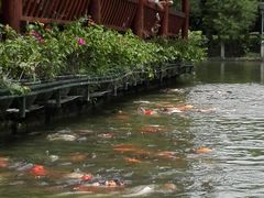 -南宁南湖公园