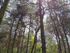 -铁山坪森林公园