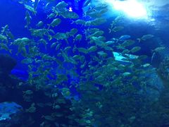 -成都浩海立方海洋公园