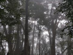 -云南屏边大围山国家公园