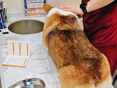 -德元·美联众合24小时动物医院(总院)