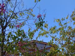 -南丹山森林王国
