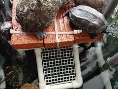 -灵龟之家百象馆(百象馆联合旗舰店)