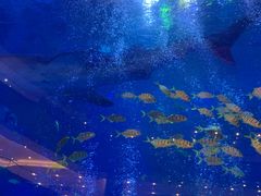 -成都浩海立方海洋公园